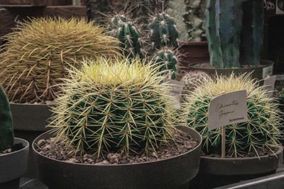 Echinocactus Grusonii